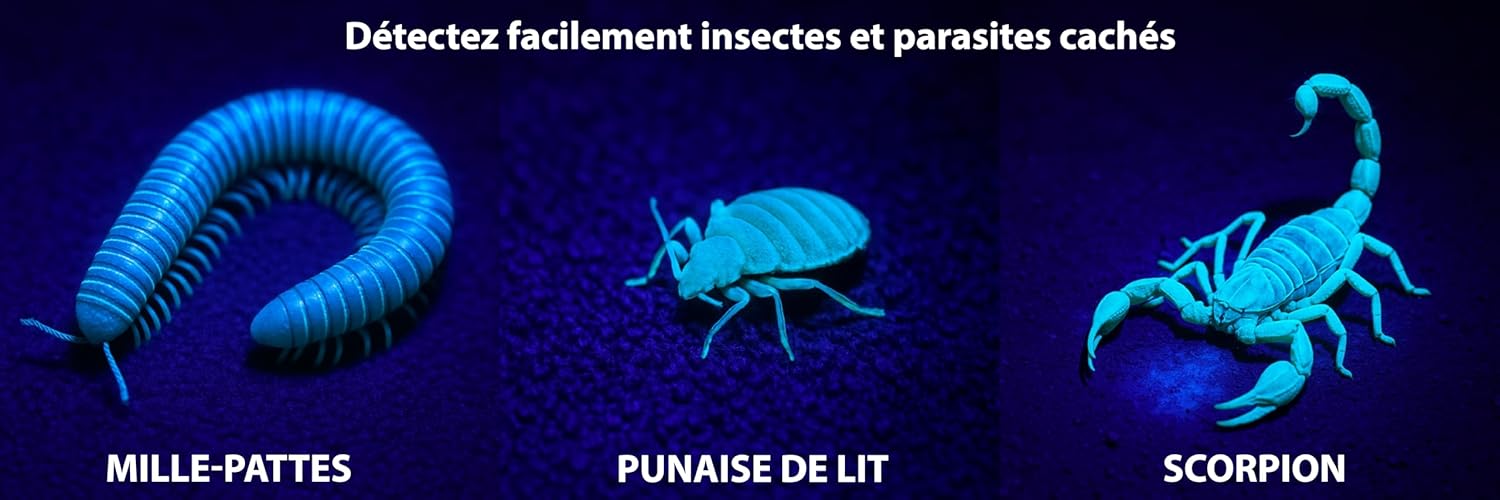 Nuisibles et urines d'animaux : quel outil pour les repérer ?